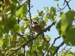 Fringilla coelebs