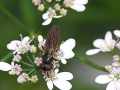 Cheilosia pagana