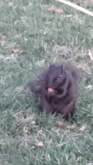 Sciurus carolinensis
