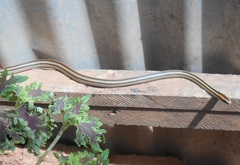Lygophis lineatus