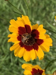 Halictus ligatus