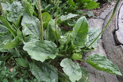 Plantago major