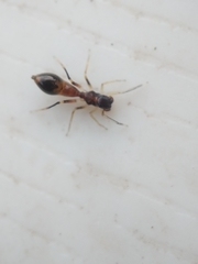 Synemosyna formica