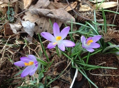 Crocus vernus