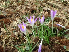 Crocus vernus