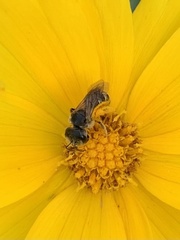 Halictus ligatus