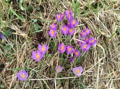 Crocus vernus