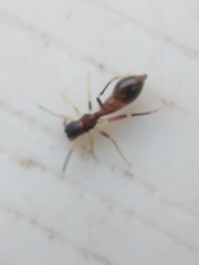 Synemosyna formica