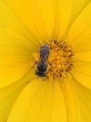 Halictus ligatus