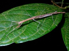 Planososibia brocki