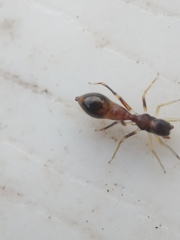 Synemosyna formica