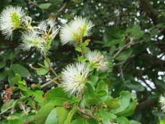 Pithecellobium winzerlingii