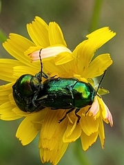 Cryptocephalus aureolus