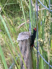 Ctenucha rubroscapus