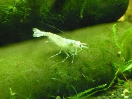 Crevette Blue Pearl (forme bleue de la crevette perle) (Neocaridina zhangjiajiensis)
