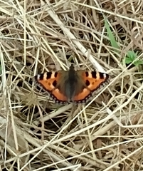 Aglais urticae