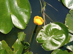Nuphar lutea