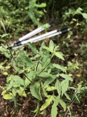 Scutellaria integrifolia