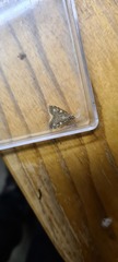 Udea olivalis
