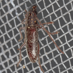 Anelaphus niveivestitus