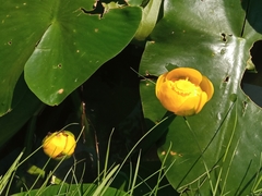Nuphar lutea