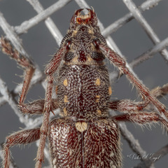 Anelaphus niveivestitus