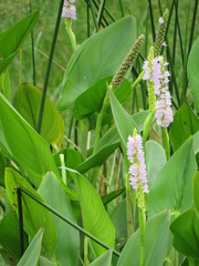 Pontederia sagittata