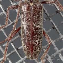 Anelaphus niveivestitus