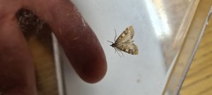 Udea olivalis