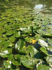 Nuphar lutea