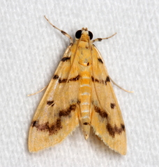 Dichocrocis clytusalis