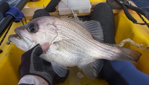 Pearl perch (Glaucosoma scapulare) — Glaucosomatidae — 5