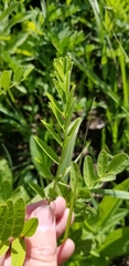 Astragalus canadensis