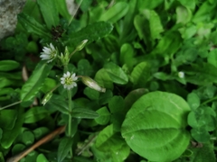 Cerastium fontanum