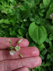 Cerastium fontanum