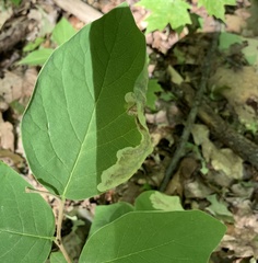 Leucanthiza dircella