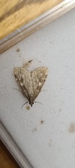 Udea olivalis