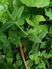 Cerastium fontanum