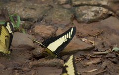 Heraclides androgeus