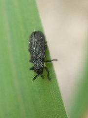 Anisostena nigrita