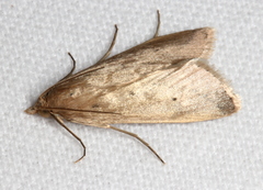 Scirpophaga nivella