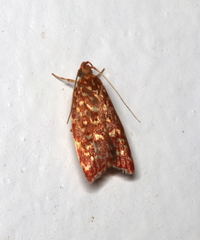 Syringoseca rhodoxantha