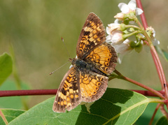 Phyciodes batesii