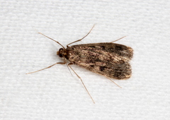Araeomorpha diplopa