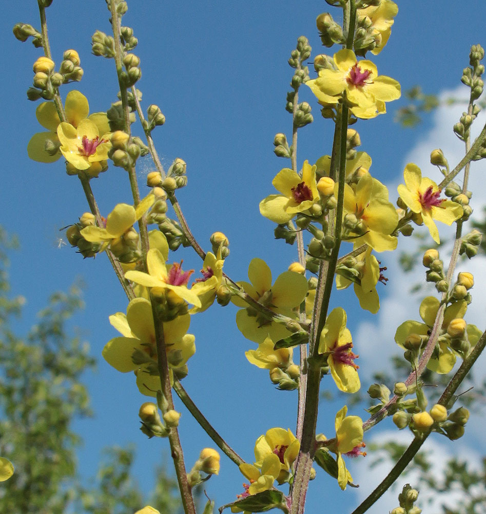 Verbascum chaixii