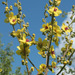 Verbascum chaixii - Photo (c) Sergey Mayorov, algunos derechos reservados (CC BY-NC), subido por Sergey Mayorov