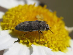 Acmaeoderella flavofasciata pilivestis