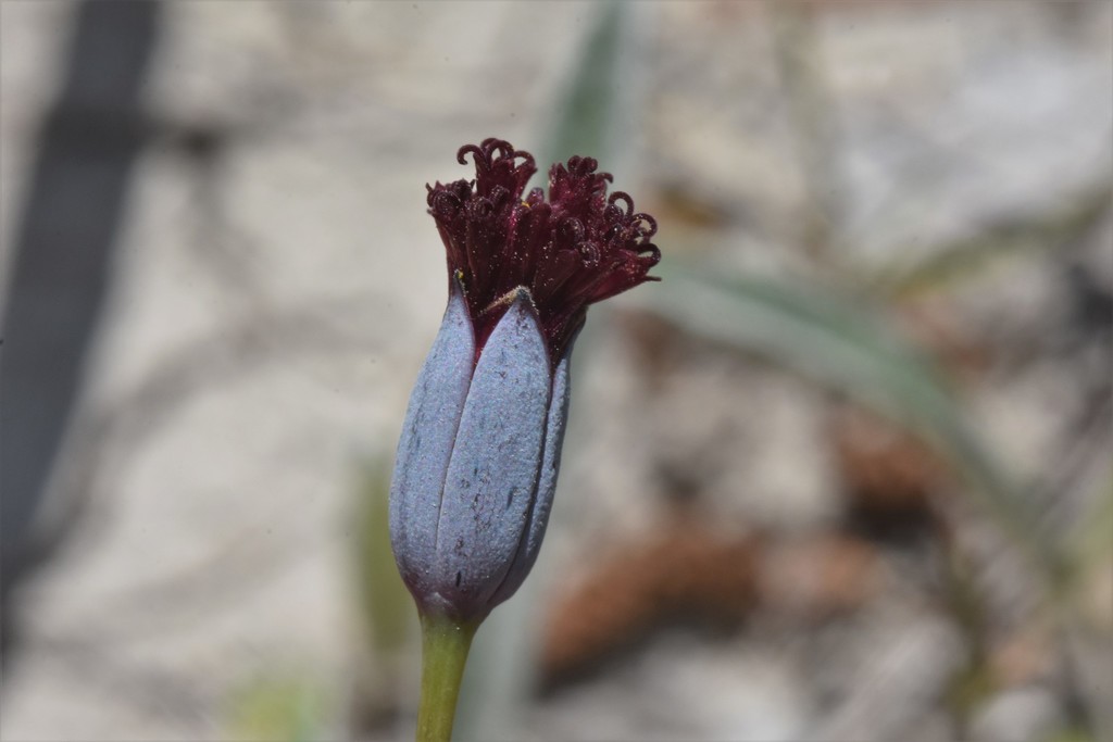 Porophyllum linifolium