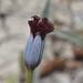 Porophyllum linifolium - Photo (c) Ary Mailhos, algunos derechos reservados (CC BY-NC), subido por Ary Mailhos