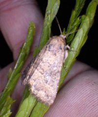 Condica sutor